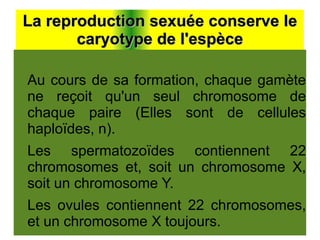 La reproduction sexuée conserve le
caryotype de l'espèce
Au cours de sa formation, chaque gamète
ne reçoit qu'un seul chromosome de
chaque paire (Elles sont de cellules
haploïdes, n).
Les spermatozoïdes contiennent 22
chromosomes et, soit un chromosome X,
soit un chromosome Y.
Les ovules contiennent 22 chromosomes,
et un chromosome X toujours.

 