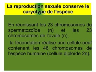 La reproduction sexuée conserve le
caryotype de l'espèce
En réunissant les 23 chromosomes du
spermatozoïde
(n)
et
les
23
chromosomes de l'ovule (n),
la fécondation réalise une cellule-oeuf
contenant les 46 chromosomes de
l'espèce humaine (cellule diploïde 2n).

 