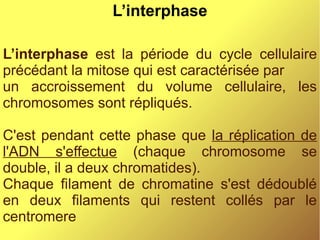 L’interphase
L’interphase est la période du cycle cellulaire
précédant la mitose qui est caractérisée par
un accroissement du volume cellulaire, les
chromosomes sont répliqués.
C'est pendant cette phase que la réplication de
l'ADN s'effectue (chaque chromosome se
double, il a deux chromatides).
Chaque filament de chromatine s'est dédoublé
en deux filaments qui restent collés par le
centromere

 