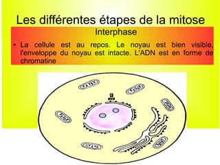 Les différentes étapes de la mitose
Interphase
●

La cellule est au repos. Le noyau est bien visible,
l'enveloppe du noyau est intacte. L'ADN est en forme de
chromatine

 