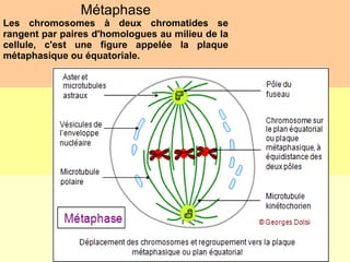 Métaphase
Les chromosomes à deux chromatides se
rangent par paires d'homologues au milieu de la
cellule, c'est une figure appelée la plaque
métaphasique ou équatoriale.

 