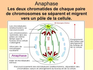 Anaphase
Les deux chromatides de chaque paire
de chromosomes se séparent et migrent
vers un pôle de la cellule.

 