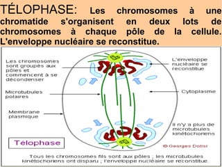 TÉLOPHASE:

Les chromosomes à une
chromatide s'organisent en deux lots de
chromosomes à chaque pôle de la cellule.
L'enveloppe nucléaire se reconstitue.

 
