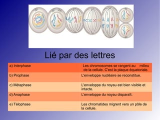 Lié par des lettres
a) Interphase

Les chromosomes se rangent au milieu
de la cellule. C'est la plaque équatoriale.

b) Prophase

L'enveloppe nucléaire se reconstitue.

c) Métaphase

L'enveloppe du noyau est bien visible et
intacte.

d) Anaphase

L'enveloppe du noyau disparaît.

e) Télophase

Les chromatides migrent vers un pôle de
la cellule.

 