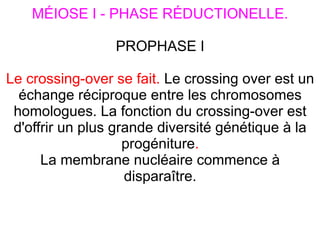 MÉIOSE I - PHASE RÉDUCTIONELLE.
PROPHASE I
Le crossing-over se fait. Le crossing over est un
échange réciproque entre les chromosomes
homologues. La fonction du crossing-over est
d'offrir un plus grande diversité génétique à la
progéniture.
La membrane nucléaire commence à
disparaître.

 