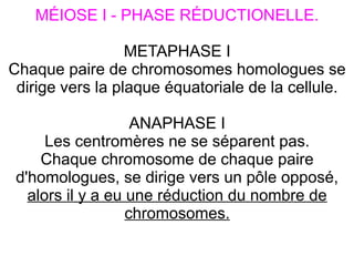 MÉIOSE I - PHASE RÉDUCTIONELLE.
METAPHASE I
Chaque paire de chromosomes homologues se
dirige vers la plaque équatoriale de la cellule.
ANAPHASE I
Les centromères ne se séparent pas.
Chaque chromosome de chaque paire
d'homologues, se dirige vers un pôle opposé,
alors il y a eu une réduction du nombre de
chromosomes.

 