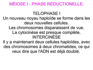 MÉIOSE I - PHASE RÉDUCTIONELLE.
TELOPHASE I
Un nouveau noyau haploïde se forme dans les
deux nouvelles cellules.
Les chromosomes disparaissent de vue.
La cytocinèse est presque complète.
INTERCINÈSE
Il y a maintenant deux cellules haploïdes, avec
des chromosomes à deux chromatides, ce qui
veux dire que l'ADN est déjà doublé.

 