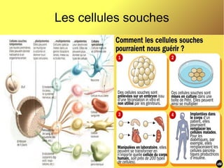 Les cellules souches

 