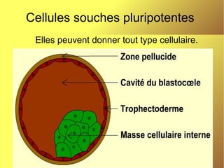 Cellules souches pluripotentes
Elles peuvent donner tout type cellulaire.

 