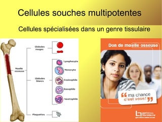 Cellules souches multipotentes
Cellules spécialisées dans un genre tissulaire

 