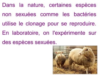 Dans la nature, certaines espèces
non sexuées comme les bactéries
utilise le clonage pour se reproduire.
En laboratoire, on l'expérimente sur
des espèces sexuées.

 