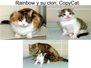 Rainbow y su clon, CopyCat

 