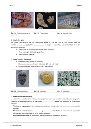 4º ESO                                                                                                                                I) Geología




    Fig. 34 Cráneo fosilizado de un                  Fig. 35 Corales fósiles.                             Fig. 36 Buscando fósiles.
    dinosaurio.


   4.    Los fósiles guía
   Son fósiles característicos de una determinada época y                                   por ello son de gran utilidad pues nos
   permiten ......................... (fechar) las ............................. en las que se encuentran. Las características de un fósil
   guía son las siguientes:
              •   Haber vivido en un periodo relativamente breve de tiempo.
              •   Tener una amplia distribución geográfica.
              •   Ser abundantes pues han .............................................................


   1.    Los principales fósiles guía
              •   El trilobites fósil guía de la era primaria (...........................................) .
              •   El .................................. de la era secundaria (230 m.a. a 65 m.a.).
              •   El nummulites de la era terciaria (65 m.a. a la actualidad).




    Fig. 37 Trilobites fosilizado.                   Fig. 38 Ammonites.                                   Fig. 39 Nummulites.


   1.    Los principios estratigráficos
   La estratigrafía, el estudio de los estratos, nos va a permitir datar, esto es, saber la edad de las rocas y de los
   fósiles que en ellas se encuentran de una manera ............................. Para ello nos basaremos en los siguientes
   principios:
   •    Principio de superposición: Los estratos superiores son, normalmente, más ................................ que los
        inferiores.
   •    Principio de sucesión de la ......................... y ........................: Los fósiles de seres vivos de los estratos
        inferiores son más antiguos que los de los estratos superiores.
   •    Principio de continuidad: Un estrato tiene, aproximadamente, la misma edad en toda su ................................




J. L. Sánchez Guillén                                                                                                                 Página I-15
 