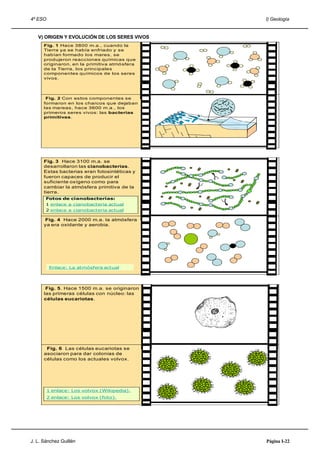 4º ESO                                         I) Geología


   V) ORIGEN Y EVOLUCIÓN DE LOS SERES VIVOS
      Fig. 1 Hace 3800 m.a., cuando la
      Tierra ya se había enfriado y se
      habían formado los mares, se
      produjeron reacciones químicas que
      originaron, en la primitiva atmó sfera
      de la Tierra, los principales
      componentes químicos de los seres
      vivos.




       Fig. 2 Con estos componentes se
      formaron en los charcos que dejaban
      las mareas, hace 3600 m.a., los
      primeros seres vivos: las bacterias
      primitivas.




                                                54




      Fig. 3 Hace 3100 m.a. se
      desarrollaron las cianobacterias.
      Estas bacterias eran fotosintéticas y
      fueron capaces de producir el
      suficiente oxígeno como para
      cambiar la atmósfera primitiva de la
      tierra.
       Fotos de cianobacterias:
       1 enlace a cianobacteria actual
       2 enlace a cianobacteria actual

      Fig. 4 Hace 2000 m.a. la atmósfera
      ya era oxidante y aerobia.




          Enlace: La atmósfera actual           55



       Fig. 5. Hace 1500 m.a. se originaron
      las primeras células con núcleo: las
      células eucariotas.




       Fig. 6 Las células eucariotas se
      asociaron para dar colonias de
      células como los actuales volvox.




         1 enlace: Los volvox (Wikipedia).
         2 enlace: Los volvox (foto).
                                                56




J. L. Sánchez Guillén                          Página I-22
 
