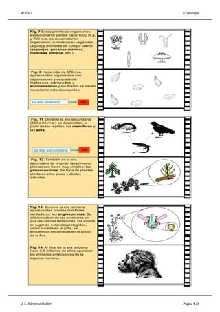 4º ESO                                          I) Geología




      Fig. 7 Estos primitivos organismos
      evolucionaron y entre hace 1000 m.a.
      y 700 m.a. se desarrollaron
      organismos pluricelulares vegetales
      (algas) y animales de cuerpo blando
      (esponjas, gusanos marinos,
      medusas, pólipos, etc.)




      Fig. 8 Hace más de 570 m.a.
      aparecen los organismos con
      caparazones y esqueletos:
      moluscos, artrópodos y
      equinodermos y los fósiles se hacen
      muchísimo más abundantes.



         La era primaria
                                                 57



       Fig. 11 Durante la era secundaria
      (230 a 65 m.a.) se desarrollan, a
      partir de los reptiles, los mamíferos y
      las aves.




          La era secundaria


      Fig. 12 También en la era
      secundaria se originan las primeras
      plantas con flores muy simples: las
      gimnospermas. Se trata de plantas
      similares a los pinos y abetos
      actuales.




                                                60



      Fig. 13. Durante la era terciaria
      aparecen las plantas con flores
      verdaderas: las angiospermas. Se
      diferenciaban de las anteriores en
      que las células femeninas, los óvulos,
      en lugar de estar desprotegidas,
      como sucede en la piña, se
      encuentran encerradas en el pistilo
      de la flor.



      Fig. 14 Al final de la era terciaria
      hace 3,5 millones de años aparecen
      los primeros antecesores de la
      especie humana.




                                                61




J. L. Sánchez Guillén                           Página I-23
 