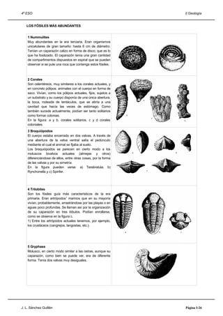 4º ESO                                                          I) Geología


   LOS FÓSILES MÁS ABUNDANTES


    1 Nummulites
    Muy abundantes en la era terciaria. Eran organismos
    unicelulares de gran tamaño: hasta 6 cm de diámetro.
    Tenían un caparazón calizo en forma de disco, que es lo
    que ha fosilizado. El caparazón tenía una gran cantidad
    de compartimentos dispuestos en espiral que se pueden
    observar si se pule una roca que contenga estos fósiles.



    2 Corales
    Son celentéreos, muy similares a los corales actuales, y
    en concreto pólipos: animales con el cuerpo en forma de
    saco. Vivían, como los pólipos actuales, fijos, sujetos a
    un substrato y su cuerpo disponía de una única abertura,
    la boca, rodeada de tentáculos, que se abría a una
    cavidad que hacía las veces de estómago. Como
    también sucede actualmente, podían ser tanto solitarios
    como formar colonias.
    En la figura: a y b, corales solitarios, c y d corales
    coloniales.
    3 Braquiópodos
    El cuerpo estaba encerrado en dos valvas. A través de
    una abertura de la valva ventral salía el pedúnculo
    mediante el cual el animal se fijaba al suelo.
    Los braquiópodos se parecen en cierto modo a los
    moluscos bivalvos actuales (almejas y otros)
    diferenciándose de ellos, entre otras cosas, por la forma
    de las valvas y por su simetría.
    En la figura pueden verse: a) Terebratula; b)
    Rynchonella y c) Spirifer.




    4 Trilobites
    Son los fósiles guía más característicos de la era
    primaria. Eran artrópodos1 marinos que en su mayoría
    vivían, probablemente, arrastrándose por las playas o en
    aguas poco profundas. Se llaman así por la organización
    de su caparazón en tres lóbulos. Podían enrollarse,
    como se observa en la figura c.
    1) Entre los artrópodos actuales tenemos, por ejemplo,
    los crustáceos (cangrejos, langostas, etc.).




    5 Gryphaea
    Molusco, en cierto modo similar a las ostras, aunque su
    caparazón, como bien se puede ver, era de diferente
    forma. Tenía dos valvas muy desiguales.




J. L. Sánchez Guillén                                           Página I-26
 