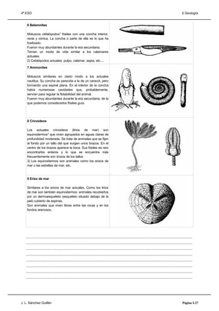 4º ESO                                                                                                                                                                      I) Geología


    6 Belemnites

    Moluscos cefalópodos2 fósiles con una concha interior,
    recta y cónica. La concha o parte de ella es lo que ha
    fosilizado.
    Fueron muy abundantes durante la era secundaria.
    Tenían un modo de vida similar a los calamares
    actuales.
    2) Cefalópodos actuales: pulpo, calamar, sepia, etc....

    7 Ammonites

    Moluscos similares en cierto modo a los actuales
    nautilus. Su concha es parecida a la de un caracol, pero
    formando una espiral plana. En el interior de la concha
    había numerosas cavidades que, probablemente,
    servían para regular la flotabilidad del animal.
    Fueron muy abundantes durante la era secundaria, de la
    que podemos considerarlos fósiles guía.




    8 Crinoideos

    Los actuales crinoideos (lirios de mar) son
    equinodermos 3 que viven agrupados en aguas claras de
    profundidad moderada. Se trata de animales que se fijan
    al fondo por un tallo del que surgen unos brazos. En el
    centro de los brazos aparece la boca. Sus fósiles es raro
    encontrarlos enteros y lo que se encuentra más
    frecuentemente son trozos de los tallos
    3) Los equinodermos son animales como los erizos de
    mar o las estrellas de mar, etc.



    9 Erizo de mar

    Similares a los erizos de mar actuales. Como los lirios
    de mar son también equinodermos: animales recubiertos
    por un dermoesqueleto (esqueleto situado debajo de la
    piel) cubierto de espinas.
    Son animales que viven libres entre las rocas y en los
    fondos arenosos.




   .....................................................................................................................................................................................
   .....................................................................................................................................................................................
   .....................................................................................................................................................................................
   .....................................................................................................................................................................................
   .....................................................................................................................................................................................
   .....................................................................................................................................................................................
   .....................................................................................................................................................................................
   .....................................................................................................................................................................................




J. L. Sánchez Guillén                                                                                                                                                        Página I-27
 