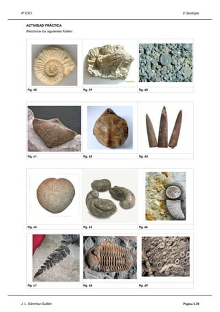 4º ESO                                                    I) Geología


   ACTIVIDAD PRÁCTICA
   Reconoce los siguientes fósiles:




    Fig. 58                           Fig. 59   Fig. 60




    Fig. 61                           Fig. 62   Fig. 63




    Fig. 64                           Fig. 65   Fig. 66




    Fig. 67                           Fig. 68   Fig. 69




J. L. Sánchez Guillén                                     Página I-28
 