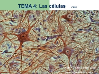 TEMA 4 : Las células  4º ESO Autor: Javier Valdés Cano [email_address] 