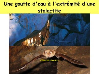 Une goutte d'eau à l'extrémité d'une
stalactite

chauve-souris

 