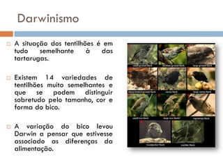 Darwinismo
   A situação dos tentilhões é em
    tudo    semelhante     à   das
    tartarugas.

   Existem 14 variedade...