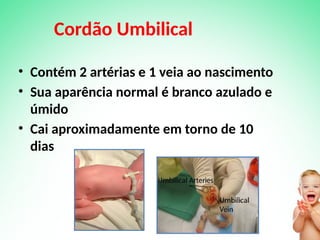 Cordão Umbilical
• Contém 2 artérias e 1 veia ao nascimento
• Sua aparência normal é branco azulado e
úmido
• Cai aproximadamente em torno de 10
dias
 