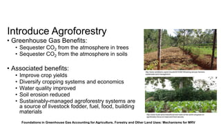 Introduce Agroforestry
Foundations in Greenhouse Gas Accounting for Agriculture, Forestry and Other Land Uses: Mechanisms for MRV
http://www.focali.se/en/news/focali-and-siani-at-the-world-congress-on-
agroforestry-focus-on-trees-and-food-security
http://www.worldbank.org/en/results/2015/08/18/training-kenyan-farmers-
sustainable-land-management
• Greenhouse Gas Benefits:
• Sequester CO2 from the atmosphere in trees
• Sequester CO2 from the atmosphere in soils
• Associated benefits:
• Improve crop yields
• Diversify cropping systems and economics
• Water quality improved
• Soil erosion reduced
• Sustainably-managed agroforestry systems are
a source of livestock fodder, fuel, food, building
materials
 