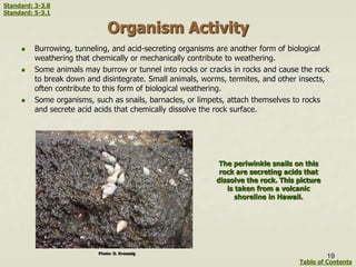 Organism Activity
 Burrowing, tunneling, and acid-secreting organisms are another form of biological
weathering that chemically or mechanically contribute to weathering.
 Some animals may burrow or tunnel into rocks or cracks in rocks and cause the rock
to break down and disintegrate. Small animals, worms, termites, and other insects,
often contribute to this form of biological weathering.
 Some organisms, such as snails, barnacles, or limpets, attach themselves to rocks
and secrete acid acids that chemically dissolve the rock surface.
Photo: D. Kroessig
The periwinkle snails on this
rock are secreting acids that
dissolve the rock. This picture
is taken from a volcanic
shoreline in Hawaii.
19
Table of Contents
Standard: 3-3.8
Standard: 5-3.1
 