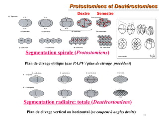 10
Segmentation spirale (Protostomiens)
Segmentation radiaire: totale (Deutérostomiens)
Protostomiens et DeutérostomiensProtostomiens et Deutérostomiens
Plan de clivage oblique (axe PA.PV / plan de clivage précédent)
Dextre Senestre
Plan de clivage vertical ou horizontal (se coupent à angles droits)
 