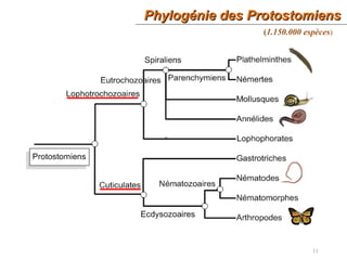 Phylogénie des ProtostomiensPhylogénie des Protostomiens
11
(1.150.000 espèces)
 
