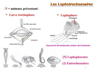 Les LophotrochozoairesLes Lophotrochozoaires
12
 = animaux présentant:
 Larve trochophore  Lophophore
Couronne de tentacules autour de la bouche
(1) Lophophorates
(2) Eutrochozoaires
 