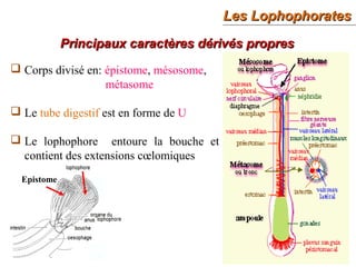 Les LophophoratesLes Lophophorates
13
Principaux caractères dérivés propresPrincipaux caractères dérivés propres
 Corps divisé en: épistome, mésosome,
métasome
 Le tube digestif est en forme de U
 Le lophophore entoure la bouche et
contient des extensions cœlomiques
Epistome
 