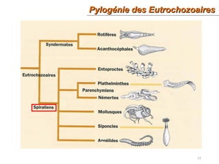 Pylogénie des EutrochozoairesPylogénie des Eutrochozoaires
15
 