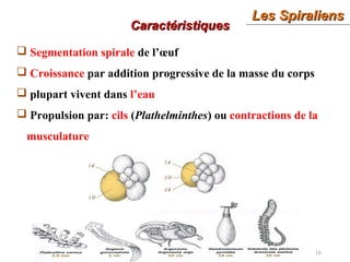 Les SpiraliensLes Spiraliens
16
CaractéristiquesCaractéristiques
 Segmentation spirale de l’œuf
 Croissance par addition progressive de la masse du corps
 plupart vivent dans l’eau
 Propulsion par: cils (Plathelminthes) ou contractions de la
musculature
 