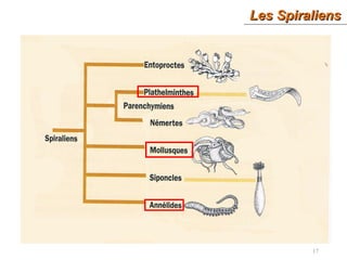 Les SpiraliensLes Spiraliens
17
 