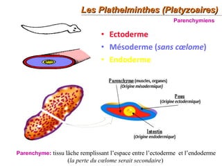 Les Plathelminthes (Platyzoaires)Les Plathelminthes (Platyzoaires)
19
• Ectoderme
• Mésoderme (sans cœlome)
• Endoderme
Parenchymiens
Parenchyme: tissu lâche remplissant l’espace entre l’ectoderme et l’endoderme
(la perte du cœlome serait secondaire)
 