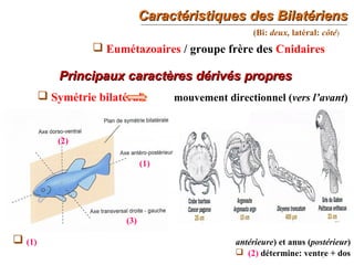 Caractéristiques des BilatériensCaractéristiques des Bilatériens
2
(Bi: deux, latéral: côté)
 Eumétazoaires / groupe frère des Cnidaires
Principaux caractères dérivés propresPrincipaux caractères dérivés propres
 Symétrie bilatérale mouvement directionnel (vers l’avant)
 (1) antérieure) et anus (postérieur)
 (2) détermine: ventre + dos
(1)
(2)
(3)
 