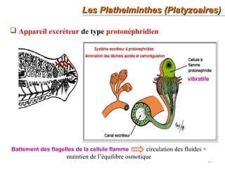 21
 Appareil excréteur de type protonéphridien
Les Plathelminthes (Platyzoaires)Les Plathelminthes (Platyzoaires)
vibratile
Battement des flagelles de la cellule flamme circulation des fluides +
maintien de l’équilibre osmotique
 
