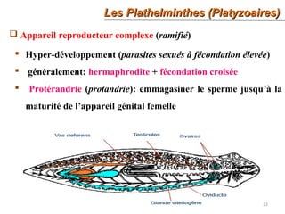 22
Les Plathelminthes (Platyzoaires)Les Plathelminthes (Platyzoaires)
 Appareil reproducteur complexe (ramifié)
 Hyper-développement (parasites sexués à fécondation élevée)
 généralement: hermaphrodite + fécondation croisée
 Protérandrie (protandrie): emmagasiner le sperme jusqu’à la
maturité de l’appareil génital femelle
 