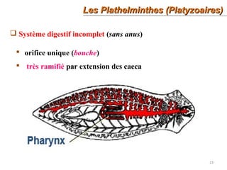 23
Les Plathelminthes (Platyzoaires)Les Plathelminthes (Platyzoaires)
 Système digestif incomplet (sans anus)
 orifice unique (bouche)
 très ramifié par extension des caeca
 