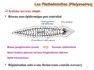 24
Les Plathelminthes (Platyzoaires)Les Plathelminthes (Platyzoaires)
 Système nerveux simple
 Réseau sous-épidermique peu centralisé
Masse ganglionnaire (avant) Cerveau rudimentaire
Deux cordons (plexus) nerveux longitudinaux latéraux
Nerfs transversaux
 Régénération suite à une fission (sous contrôle nerveux)
 