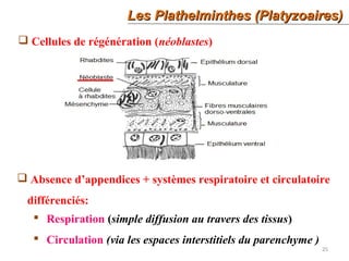 25
Les Plathelminthes (Platyzoaires)Les Plathelminthes (Platyzoaires)
 Cellules de régénération (néoblastes)
 Absence d’appendices + systèmes respiratoire et circulatoire
différenciés:
 Respiration (simple diffusion au travers des tissus)
 Circulation (via les espaces interstitiels du parenchyme )
 