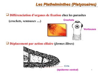 26
Les Plathelminthes (Platyzoaires)Les Plathelminthes (Platyzoaires)
 Différenciation d’organes de fixation chez les parasites
(crochets, ventouses …)
 Déplacement par action ciliaire (formes libres)
(épiderme ventral)
Crochets
Ventouses
 