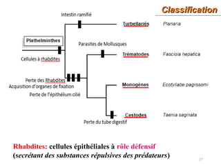 ClassificationClassification
27
Rhabdites: cellules épithéliales à rôle défensif
(secrétant des substances répulsives des prédateurs)
 