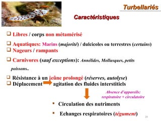 TurbellariésTurbellariés
28
CaractéristiquesCaractéristiques
 Libres / corps non métamérisé
 Aquatiques: Marins (majorité) / dulcicoles ou terrestres (certains)
 Nageurs / rampants
 Carnivores (sauf exceptions): Annélides, Mollusques, petits
poissons..
 Résistance à un jeûne prolongé (réserves, autolyse)
 Déplacement agitation des fluides interstitiels
 Circulation des nutriments
 Echanges respiratoires (tégument)
Absence d’appareils:
respiratoire + circulatoire
 