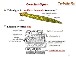 TurbellariésTurbellariés
29
CaractéristiquesCaractéristiques
 Tube digestif: ramifié + incomplet (sans anus)
 Epiderme ventral cilié
 