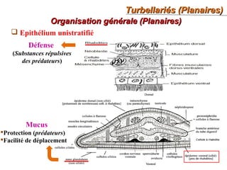 Turbellariés (Planaires)Turbellariés (Planaires)
30
Organisation générale (Planaires)Organisation générale (Planaires)
 Epithélium unistratifié
Défense
(Substances répulsives
des prédateurs)
Mucus
Protection (prédateurs)
Facilité de déplacement
 