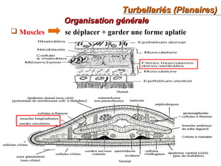 Turbellariés (Planaires)Turbellariés (Planaires)
31
Organisation généraleOrganisation générale
 Muscles se déplacer + garder une forme aplatie
 