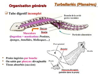Turbellariés (Planaires)Turbellariés (Planaires)
32
Organisation généraleOrganisation générale
 Tube digestif incomplet
Musculeux
(Ingestion + mastication: Protistes,
éponges, Annélides, Mollusques…)
 Proies ingérées par bouche
 Ou saisis par pharynx dévaginable
 Tissus absorbés (succion)
(pénètre dans la proie)
 