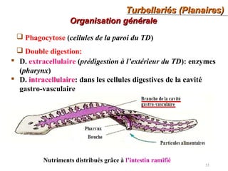 Turbellariés (Planaires)Turbellariés (Planaires)
33
Organisation généraleOrganisation générale
 Phagocytose (cellules de la paroi du TD)
 Double digestion:
 D. extracellulaire (prédigestion à l’extérieur du TD): enzymes
(pharynx)
 D. intracellulaire: dans les cellules digestives de la cavité
gastro-vasculaire
Nutriments distribués grâce à l’intestin ramifié
 